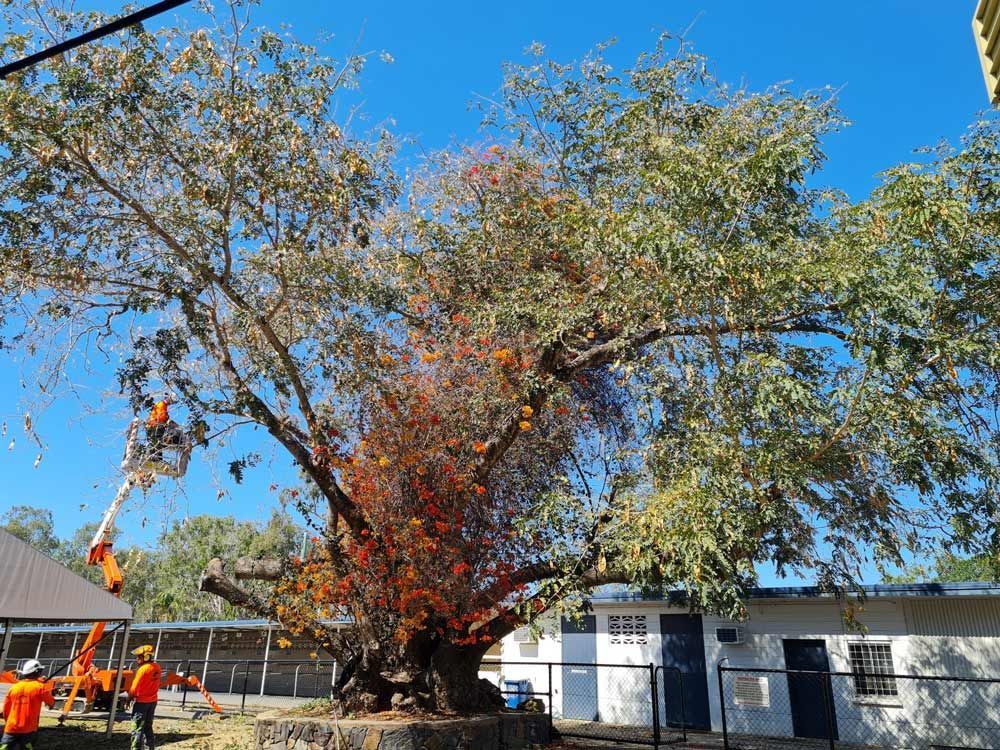 Certified Arborists Trimming A Tree