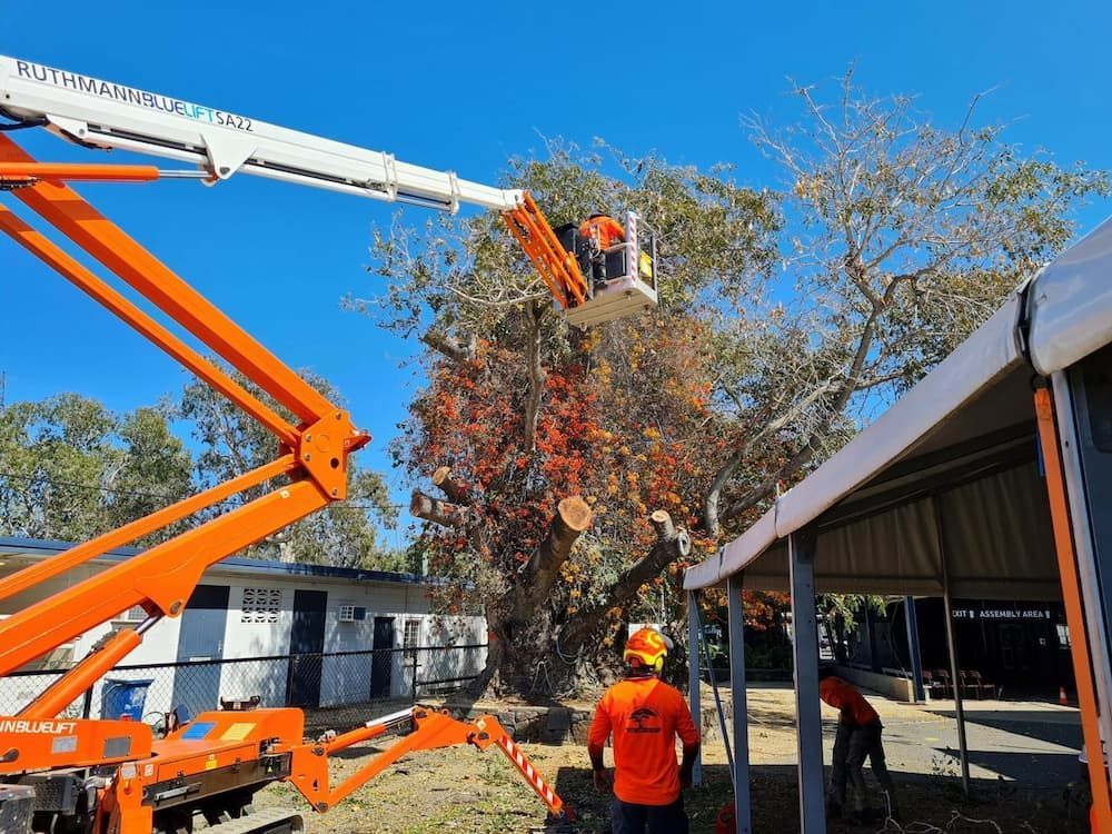 A Man Is Cutting A Tree With A Chainsaw On A Crane — Brown's Vegetation Management In Mulara, QLD