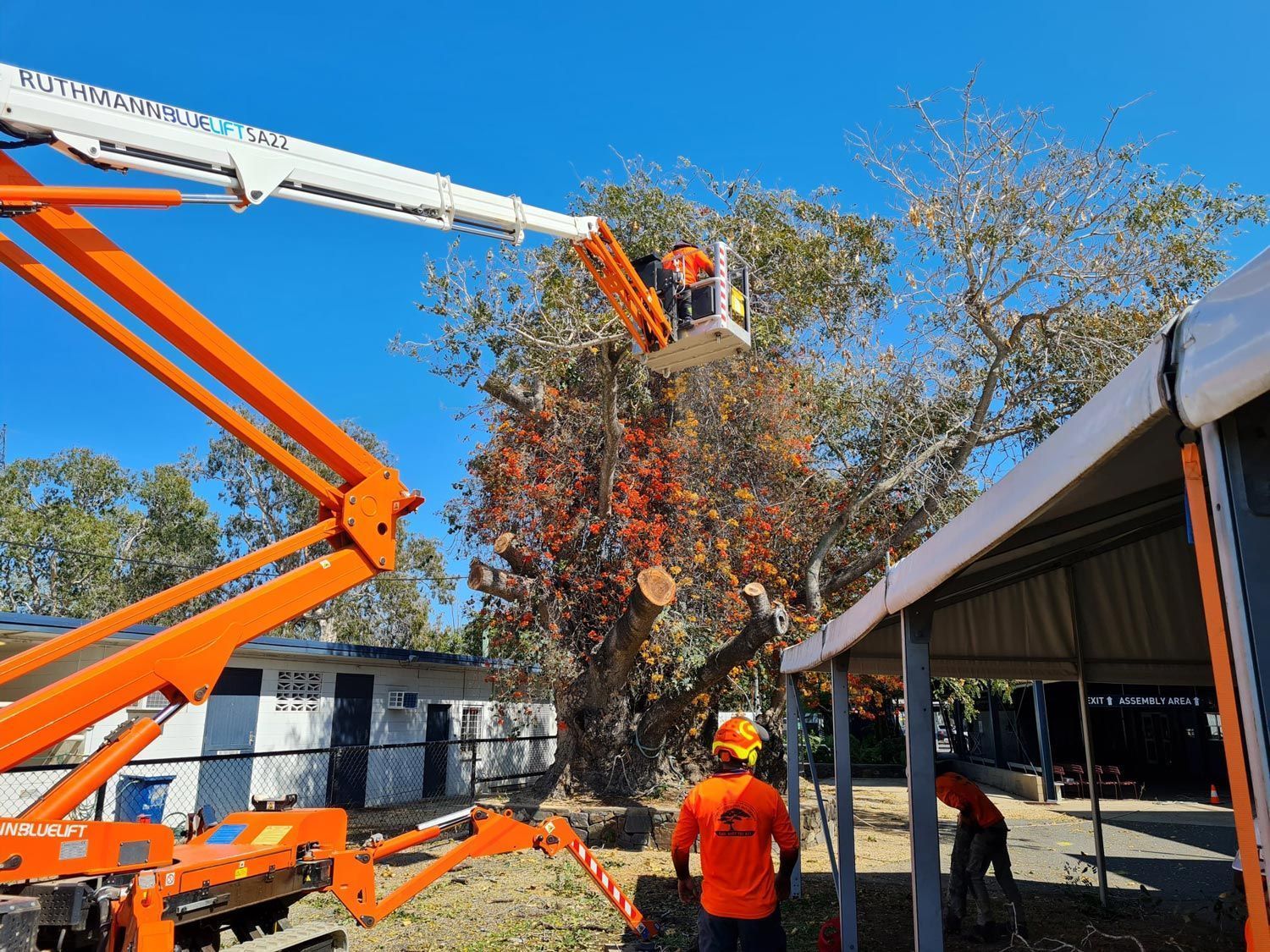 tree trimming in Rockhampton to improve garden airflow and sunlight