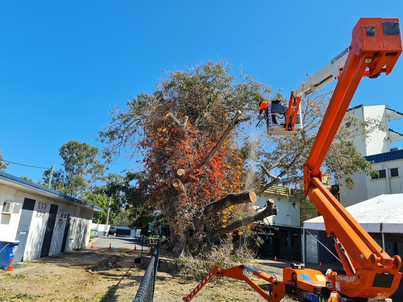 Arborist On A Crane Tending To A Huge Tree