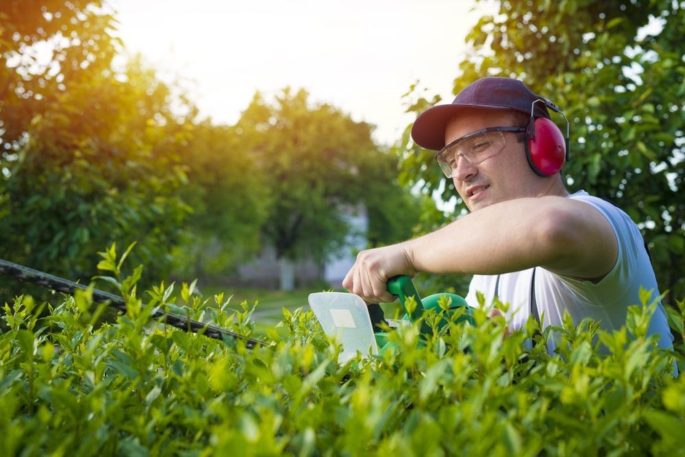 A Man Is Cutting A Hedge With A Hedge Trimmer — Brown's Vegetation Management In Mulara, QLD