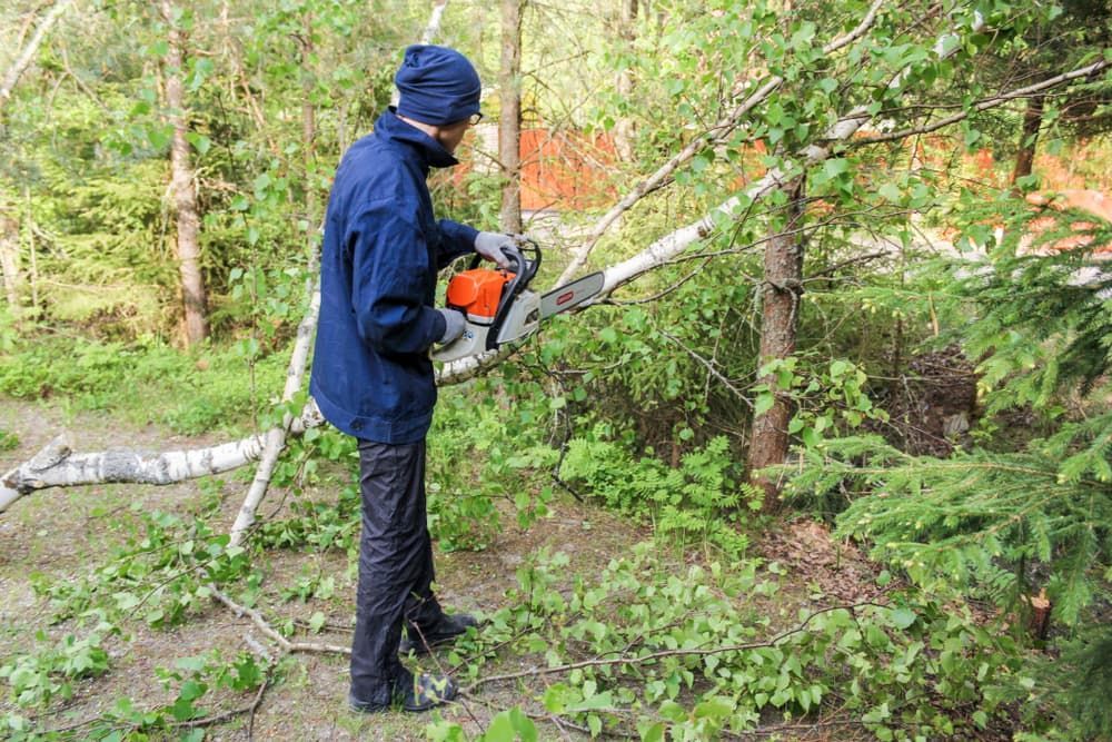 A Man Is Cutting A Tree With A Chainsaw In The Woods — Brown's Vegetation Management In Mulara, QLD
