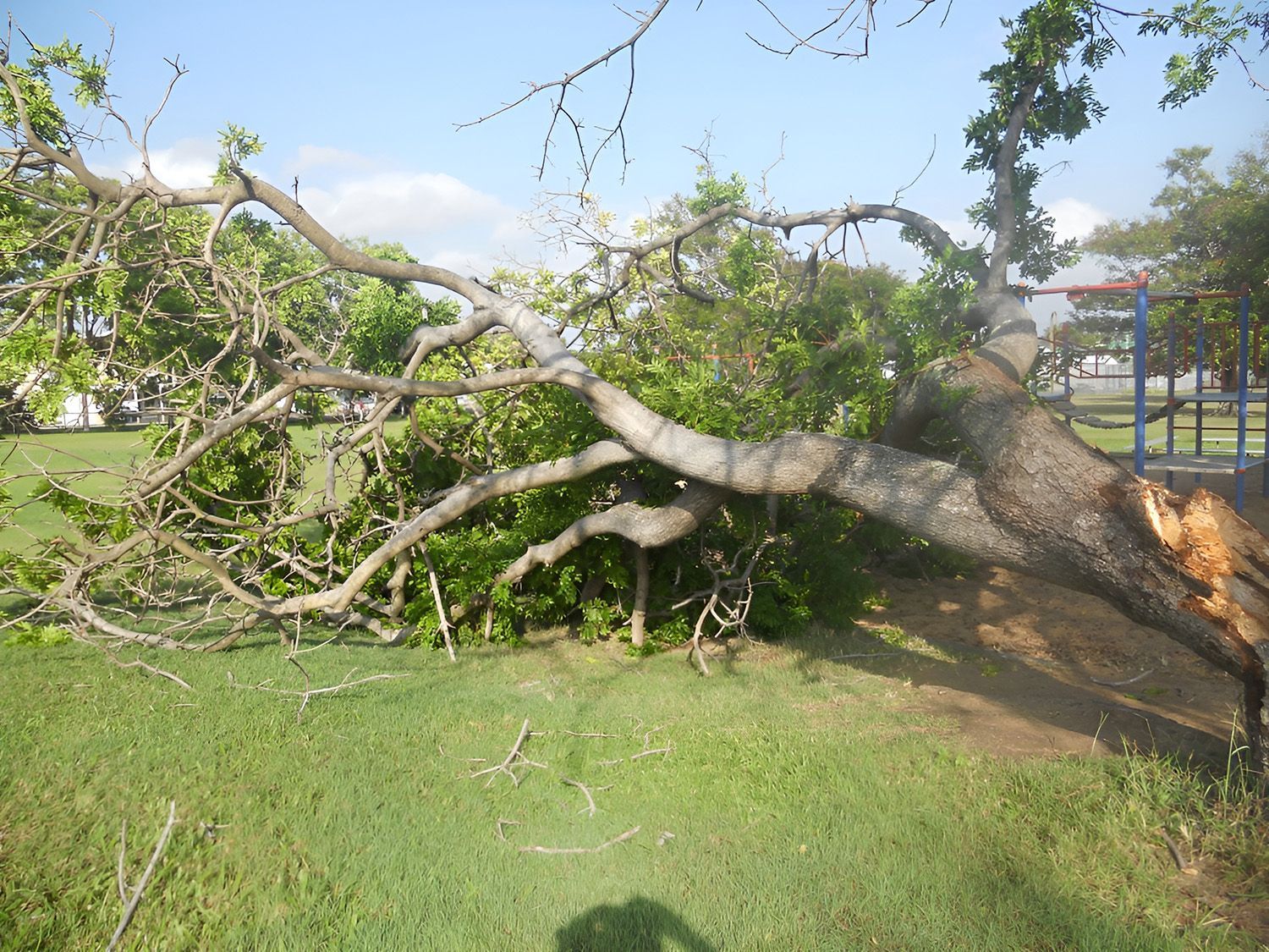 Tree Cut Down On The Ground