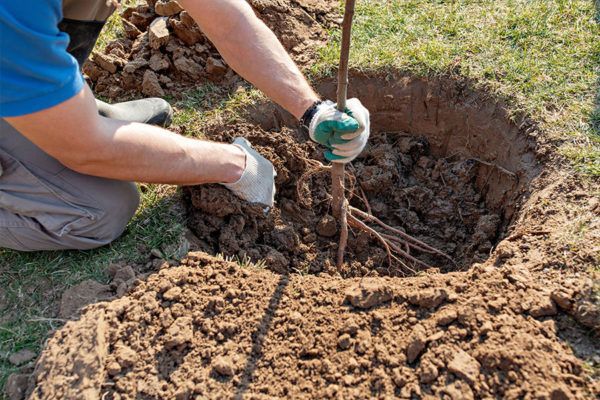 A person is digging a hole in the ground to plant a tree.