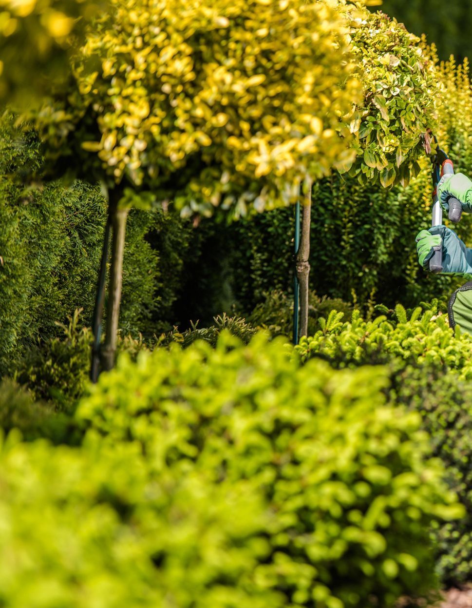 A man is kneeling down in a garden cutting a bush.