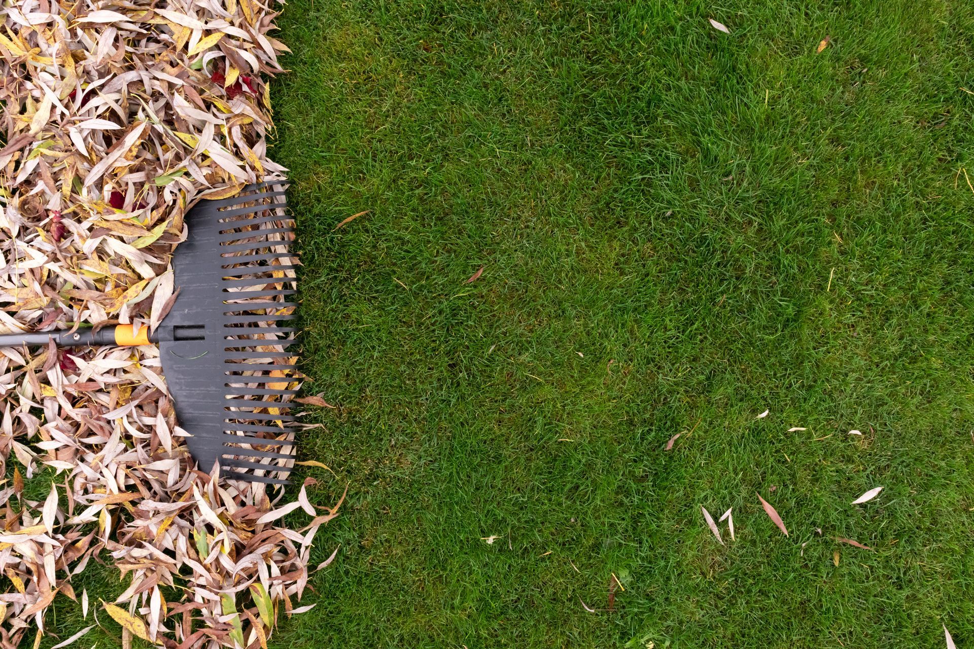 A rake is laying on top of a pile of leaves on a lush green lawn.