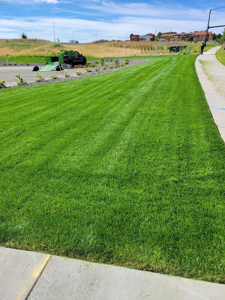 A lush green lawn next to a sidewalk and a concrete walkway.