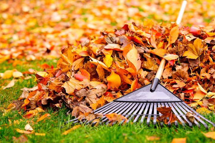 A rake is sitting on top of a pile of leaves.