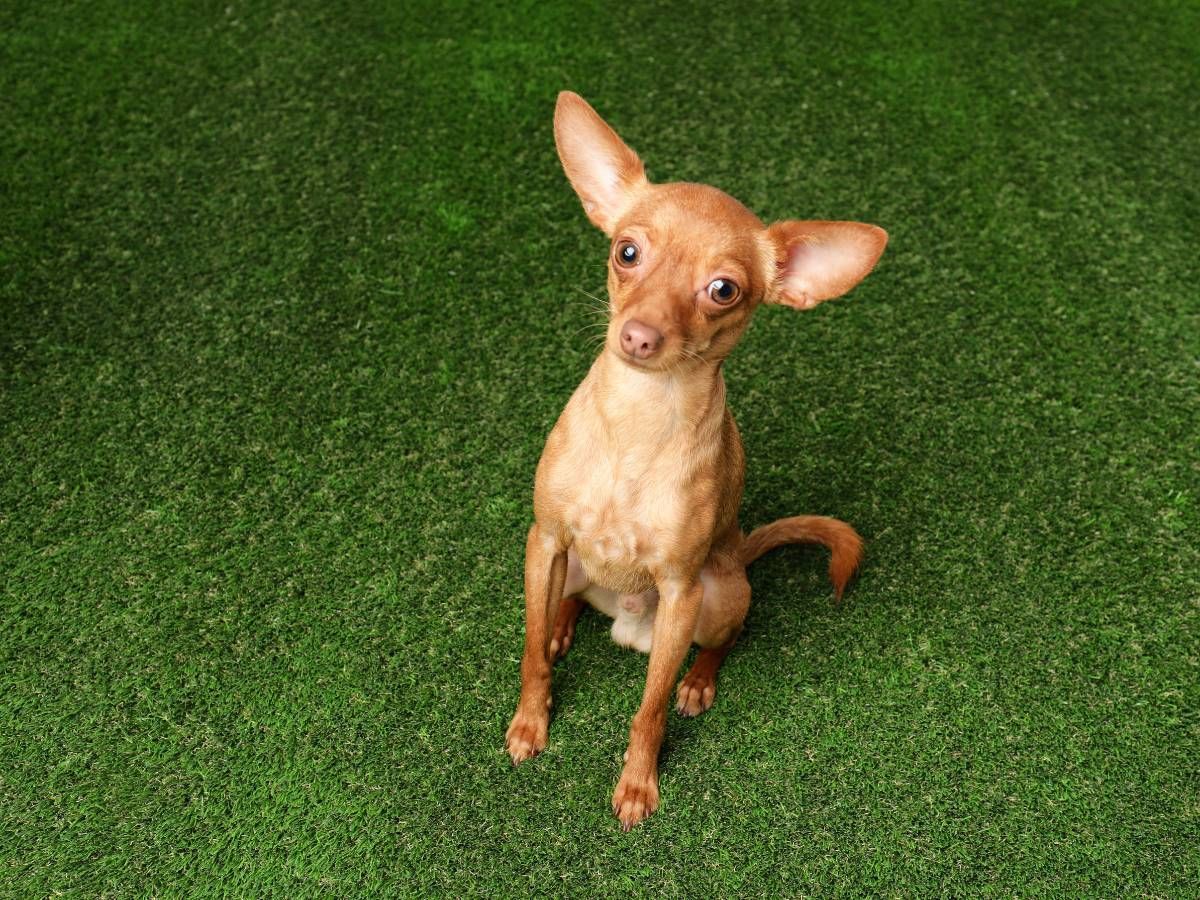dog on pet firendly artificial grass