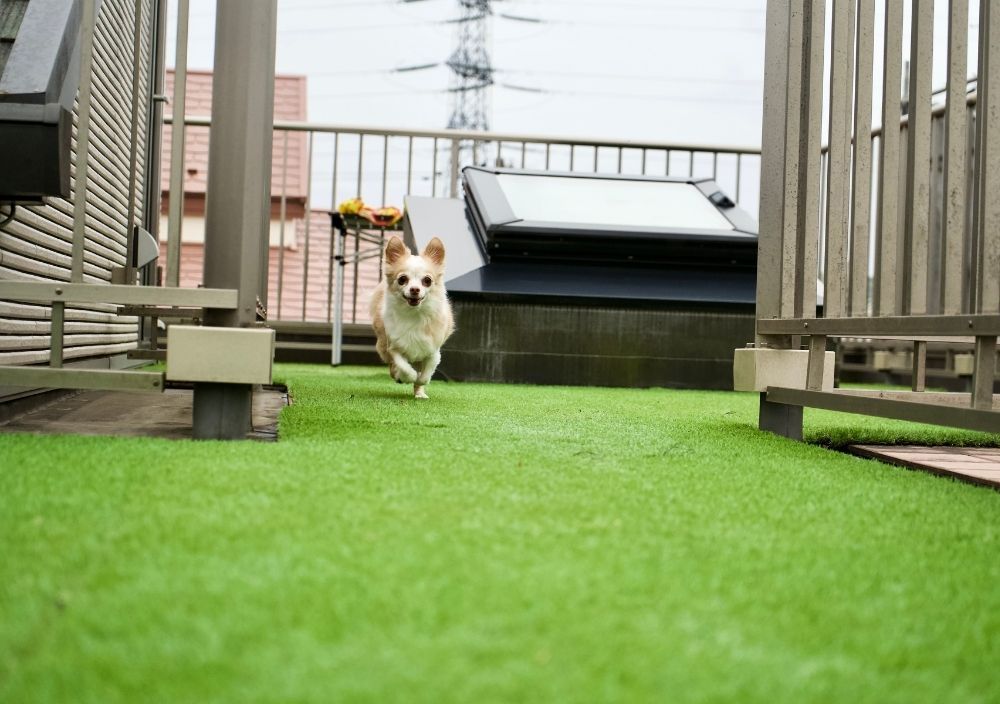dog running on pet friendly artificial grass