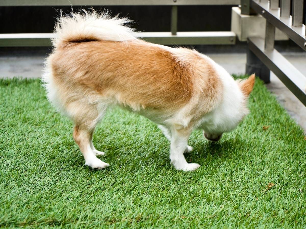 dog sniffing artificial grass