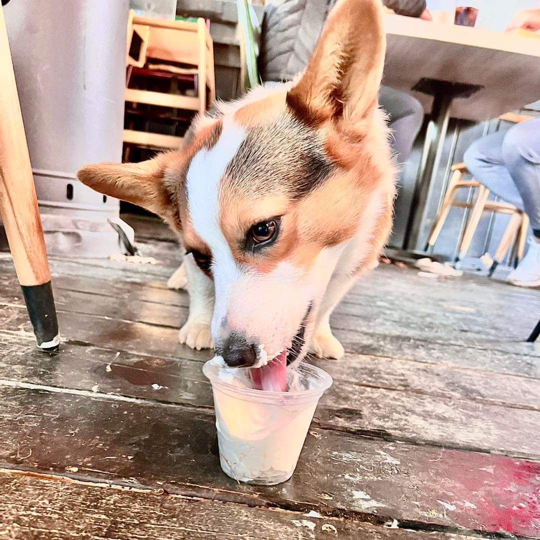 A dog is drinking from a cup on a wooden floor.