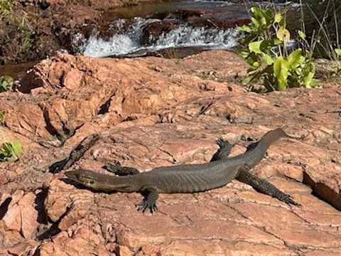 Lizard Spotted During Day Tour — Litchfield Budget Tours in Darwin City, NT