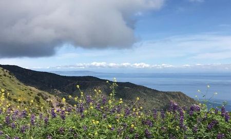 A field of purple and yellow flowers on top of a mountain with a view of the ocean.