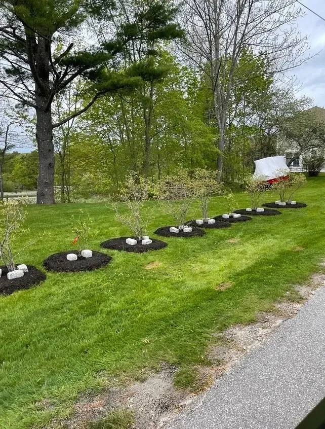 Row of young trees with dark mulch rings, surrounded by grass. Gray sky, trees in the background.