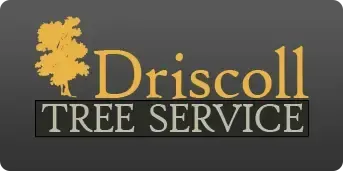 Logo for Driscoll Tree Service featuring a gold tree silhouette and text on a gray background.