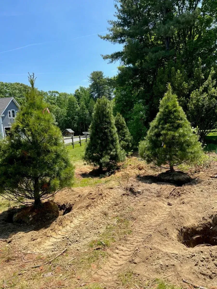 Four young evergreen trees planted in bare dirt under a sunny sky.