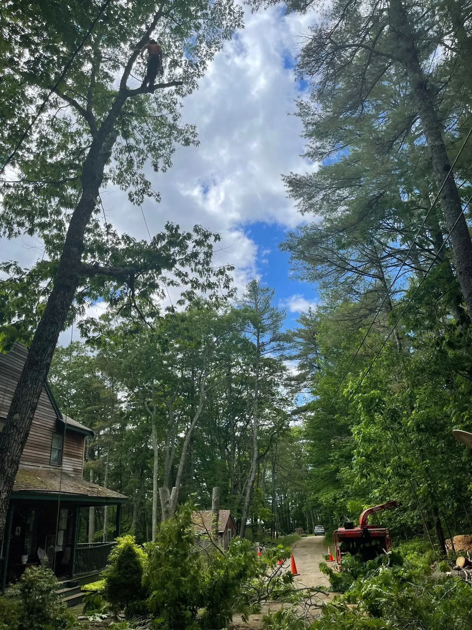Tree service worker in a tree, blue sky, green trees, and a small red machine on the ground.