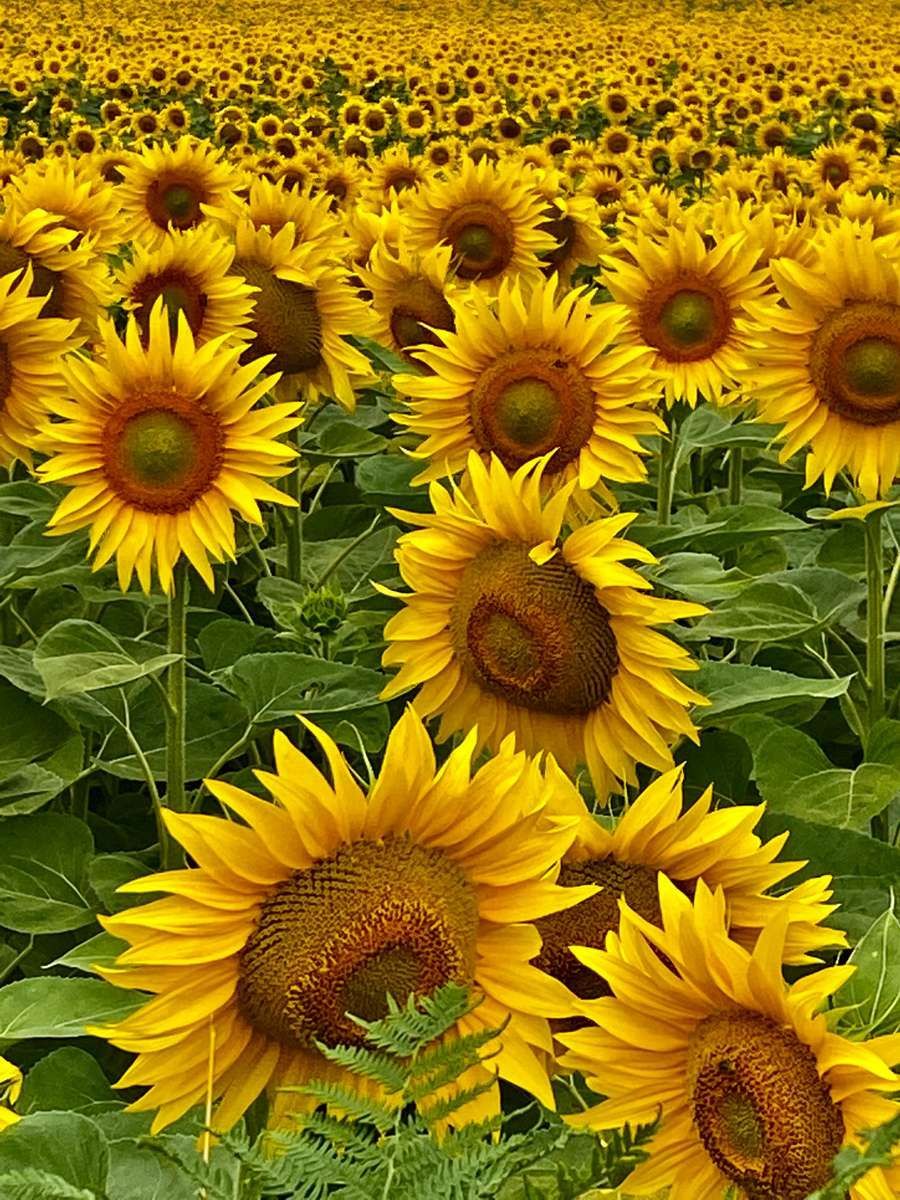 Sunflower Bliss | 2022