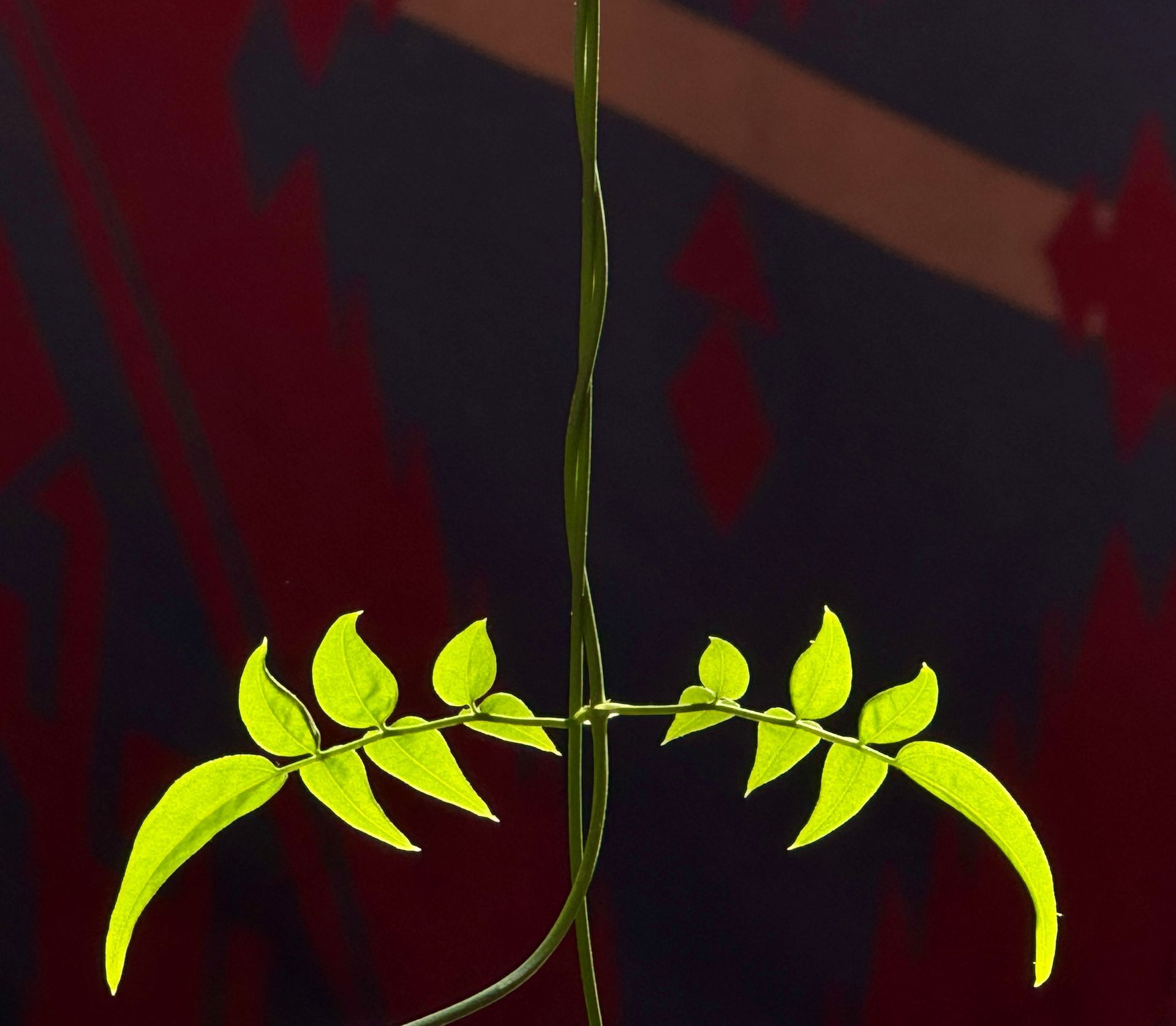 Monique Stauder's whimsical eye photography ... details of St Louis series