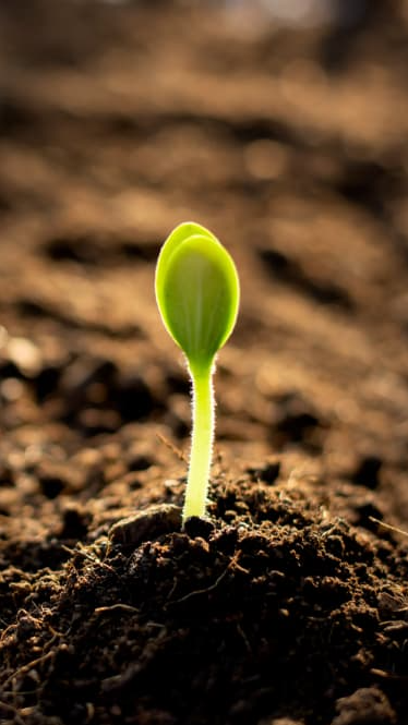 Plant Growing — Landscaping Supplies in Delacombe, VIC