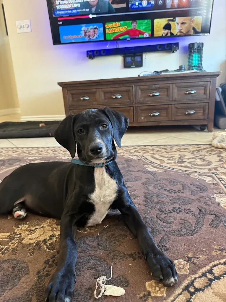 Black and white dog lying on a patterned rug, looking at the camera. A TV and dresser are in the background.