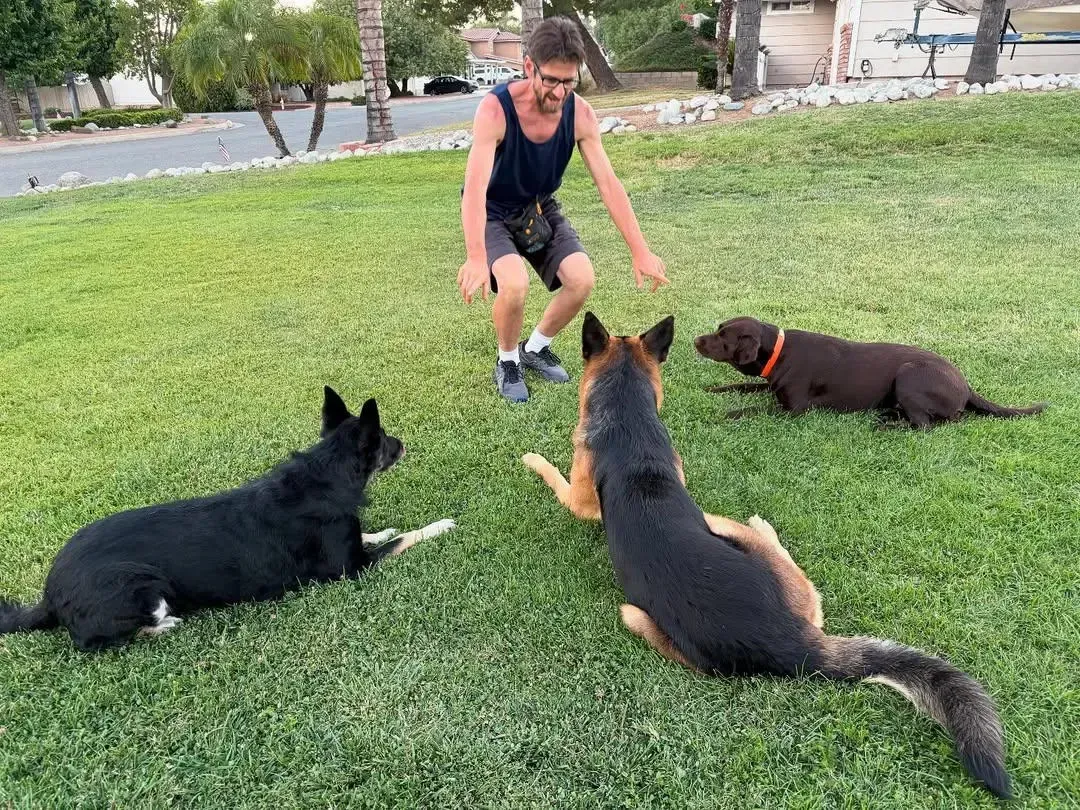 A person trains three dogs in a grassy area; dogs are seated. Person kneels with arms outstretched.