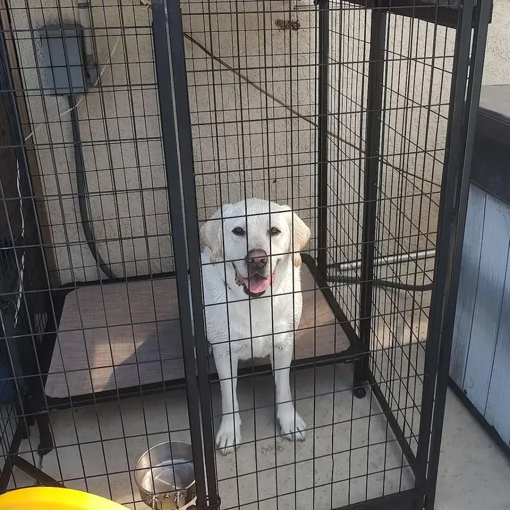 Yellow Labrador dog sits inside a black wire dog crate outdoors, with a smiling expression.