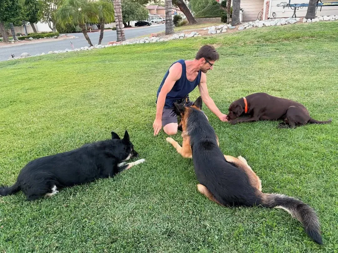 A person kneels on grass, interacting with three dogs of varying colors in an outdoor setting.