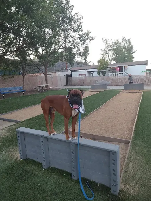 Brown boxer dog wearing a scarf standing on a concrete barrier in a park with bocce ball courts.