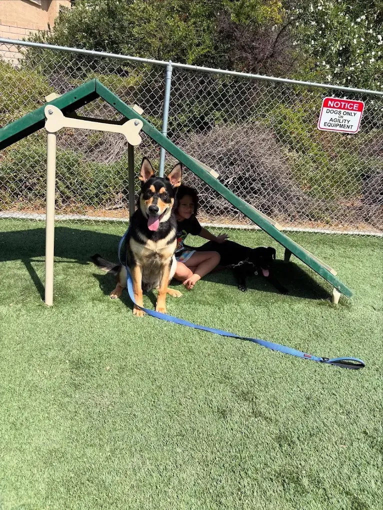 Dog on leash sitting with person under agility structure, at outdoor dog park.