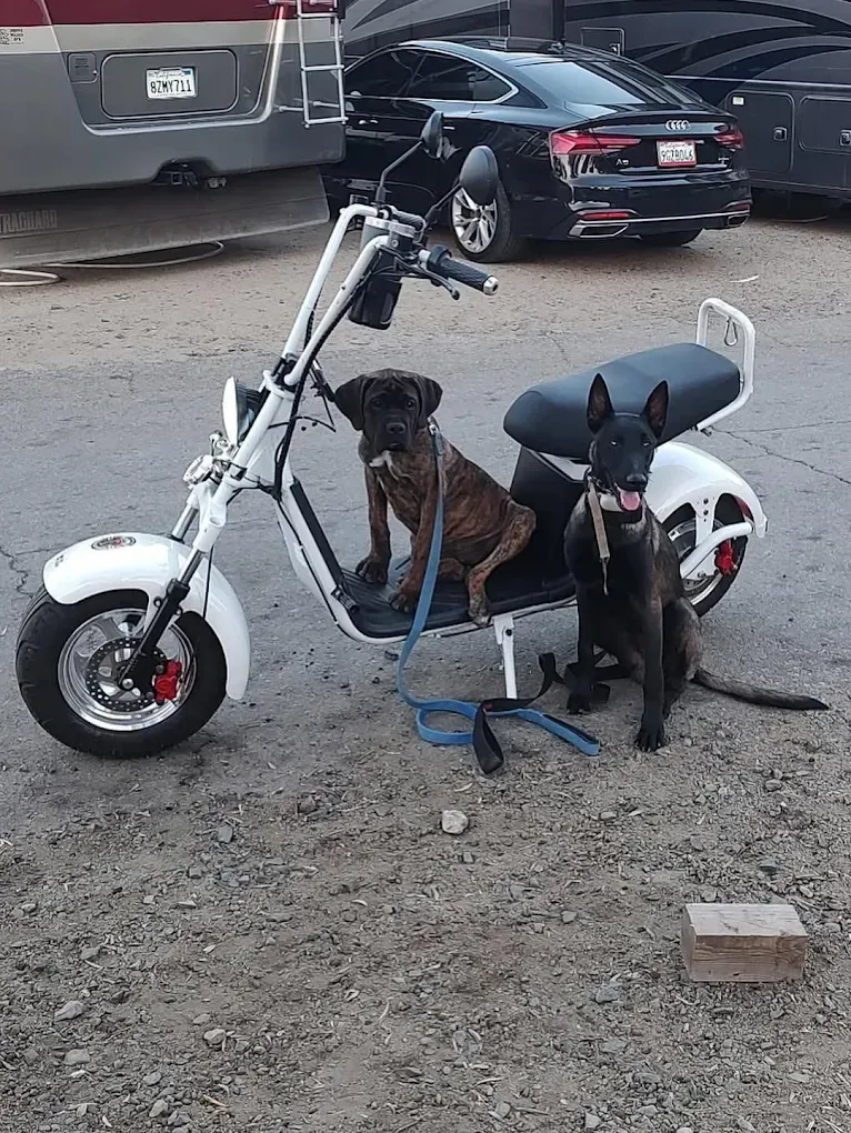 Two dogs sit on a white scooter, parked outside with a black car and RV.