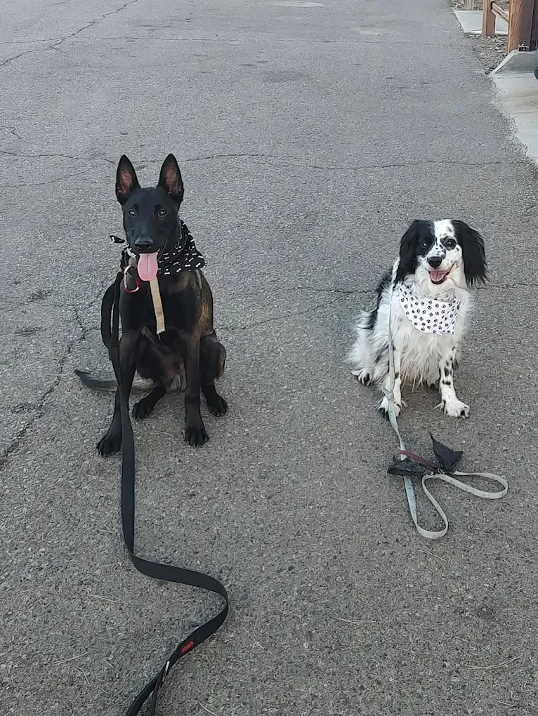 Two dogs sit on asphalt: a black Belgian Malinois, and a black and white spaniel.