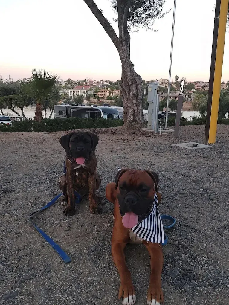 Two boxer dogs sit on dirt, one with brindle coat, the other red, near a lake.