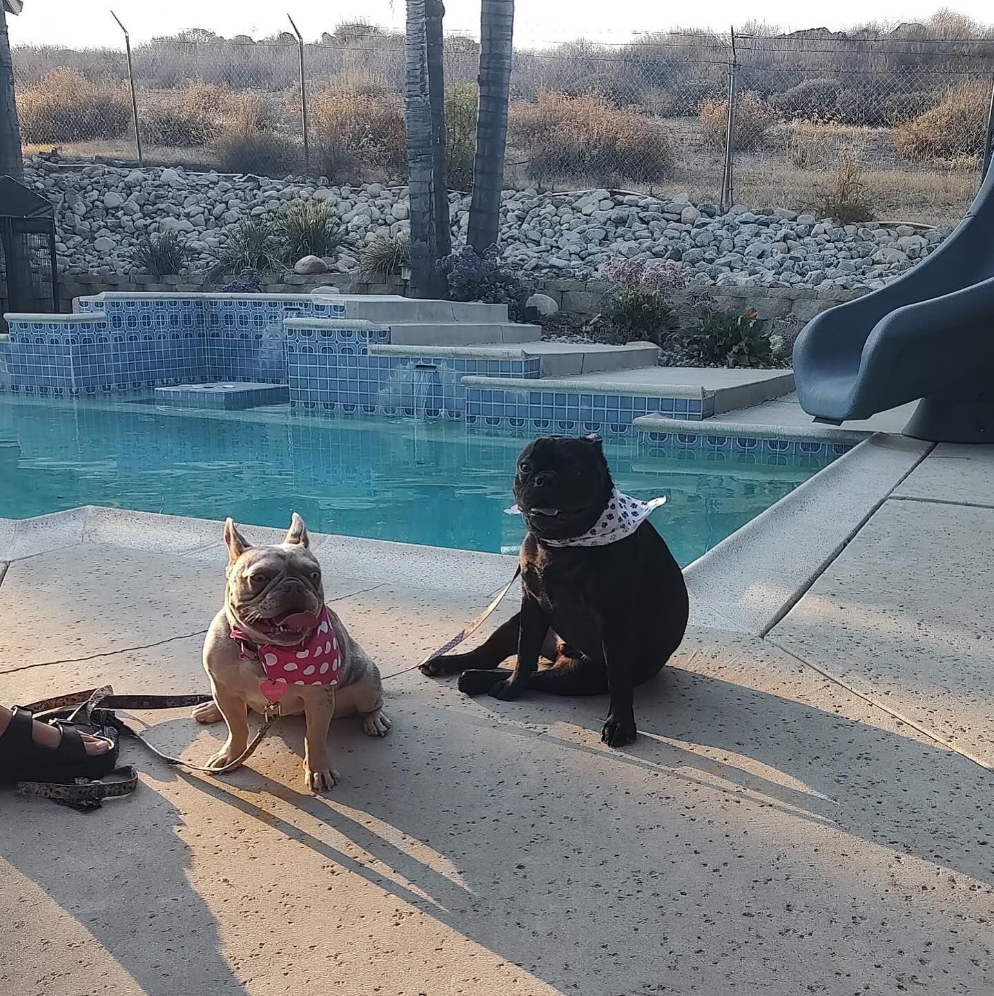 Two dogs wearing bandanas sit by a pool. One is tan, the other black.  A slide is visible nearby.