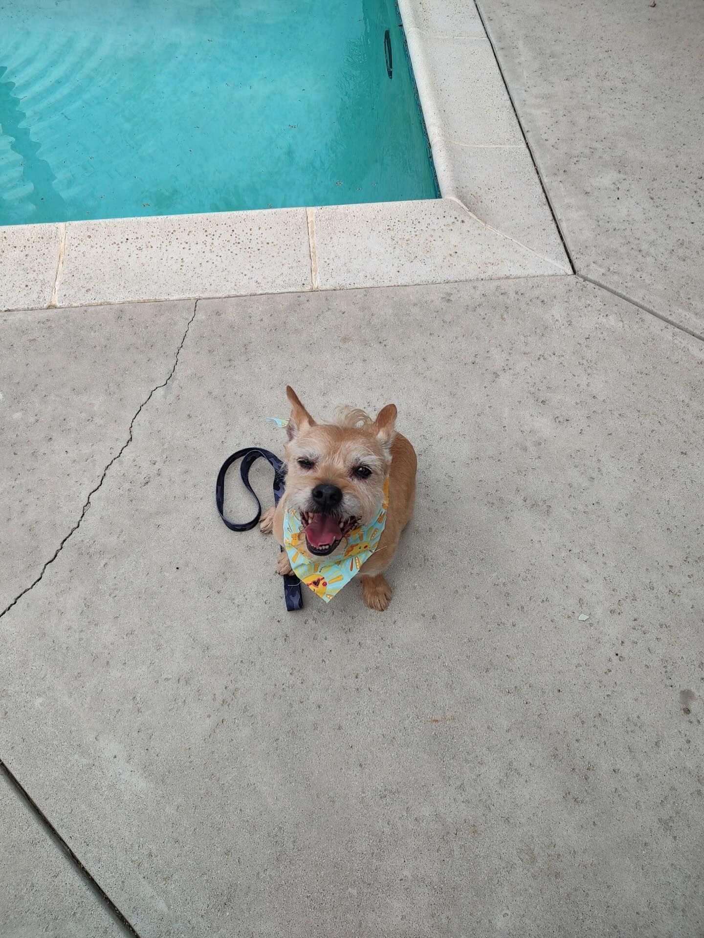 Dog wearing bandana smiles near pool with leash.