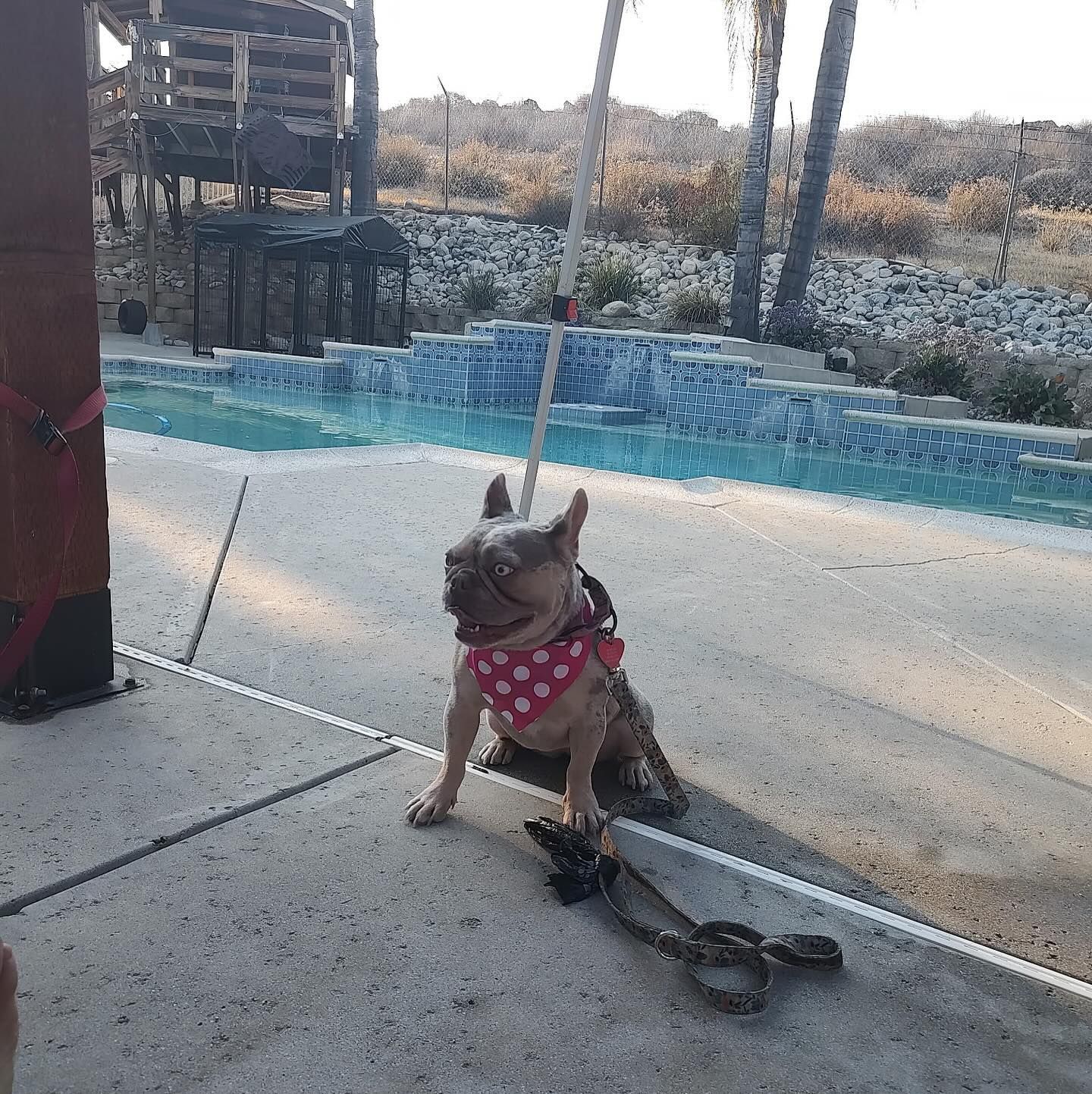 French bulldog with pink bandana sits by a pool, leash beside it.