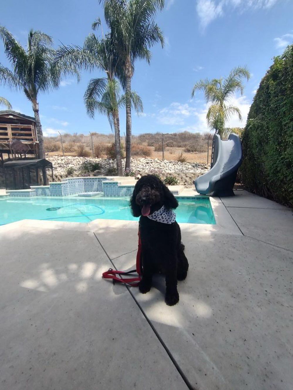 Black dog wearing bandana sits by pool, red leash visible. Blue sky, palm trees in the background.