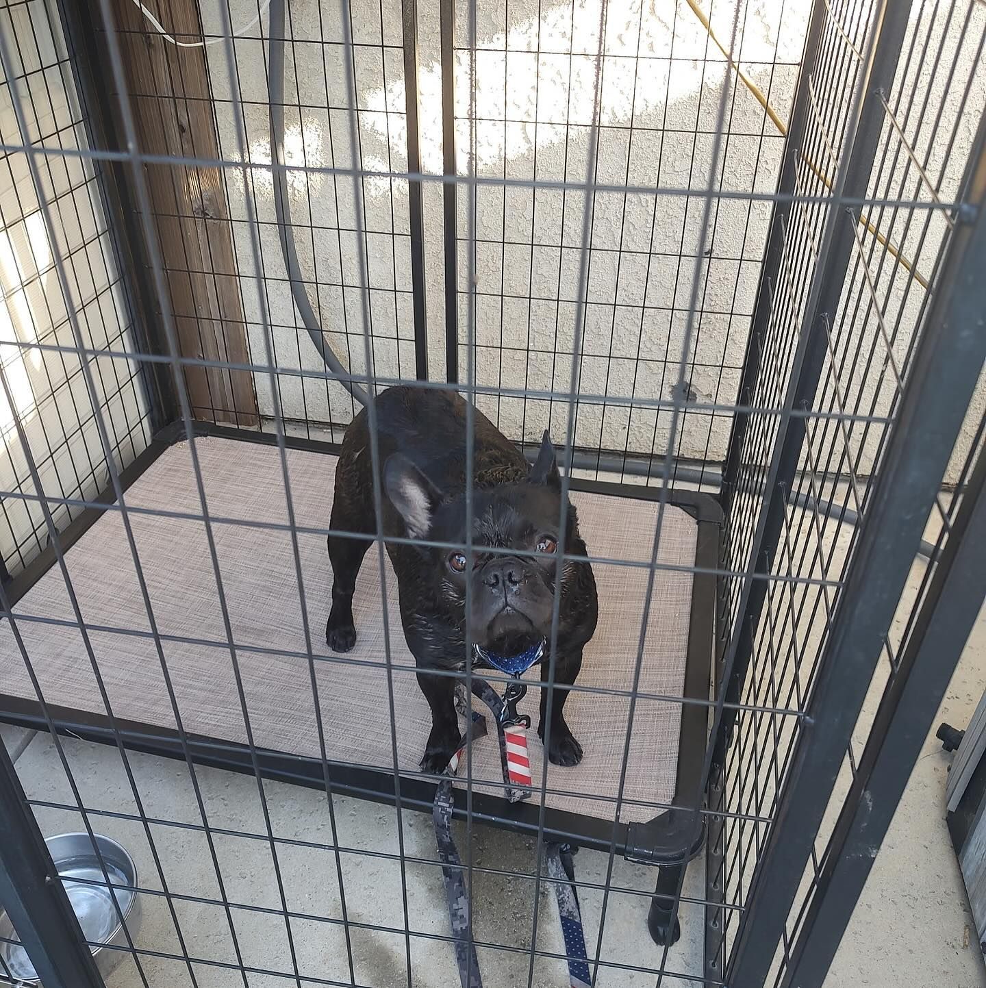 Black dog in a cage, looking forward. The dog is wet with a leash attached. Beige mat inside the cage.