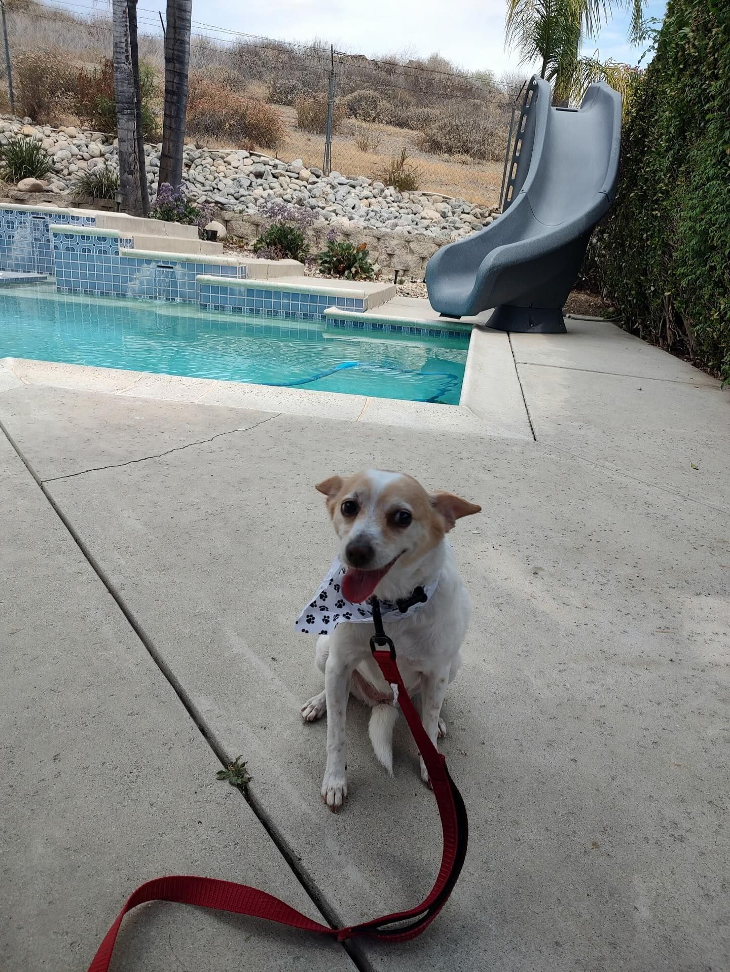 Dog on leash sits by pool and slide, wearing a tie.