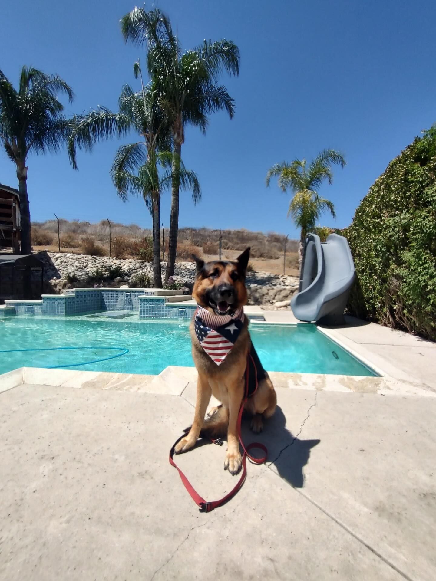 German Shepherd wearing an American flag bandana sits by a pool on a sunny day.