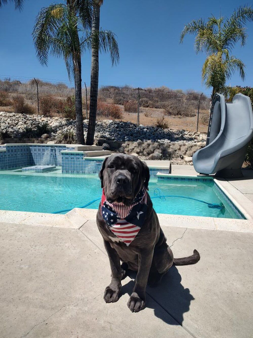 Dog wearing an American flag bandana sitting by a pool with a slide, under palm trees.