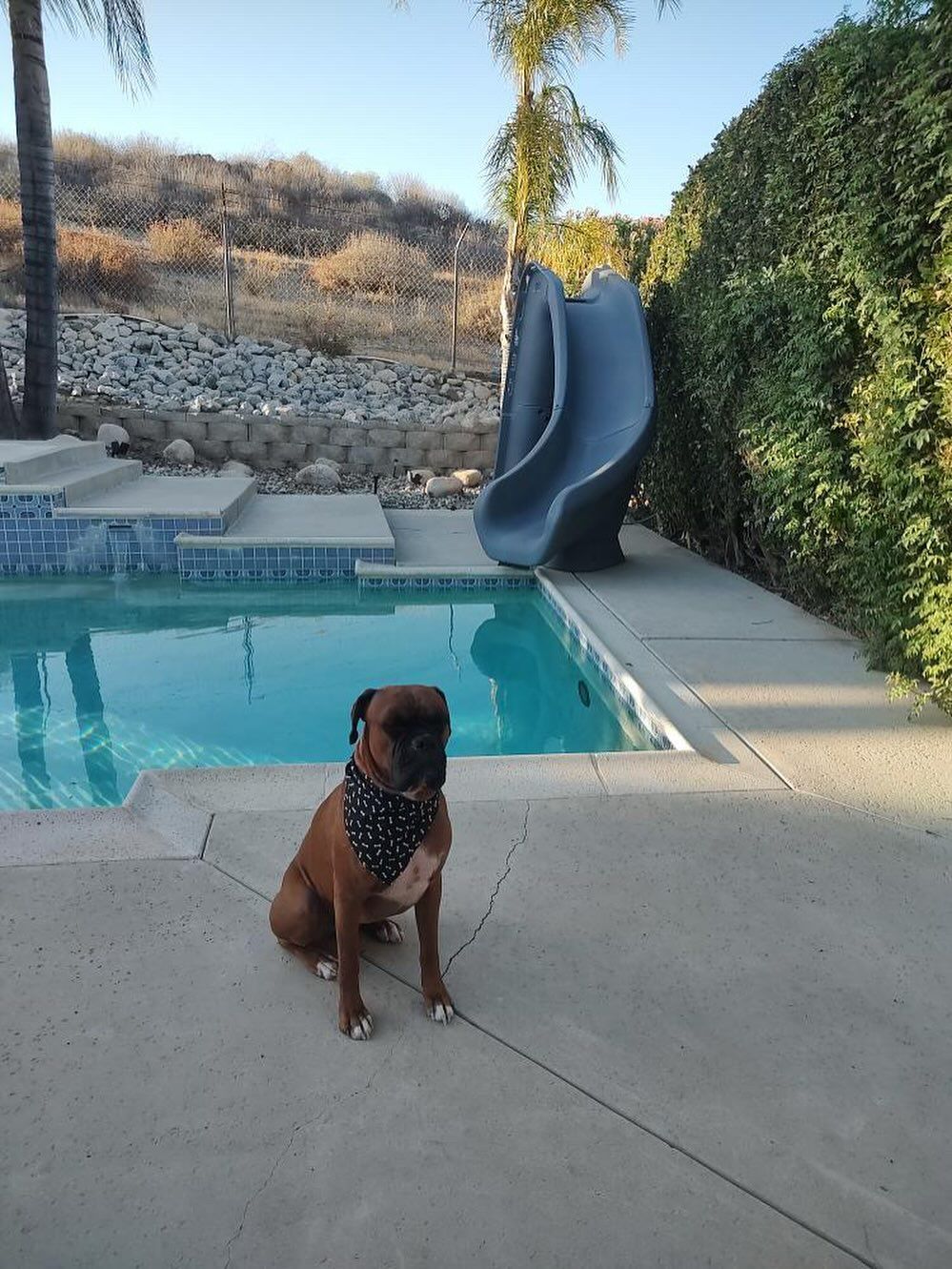 Brown boxer dog wearing a black bandana sits by a pool with a slide on a sunny day.