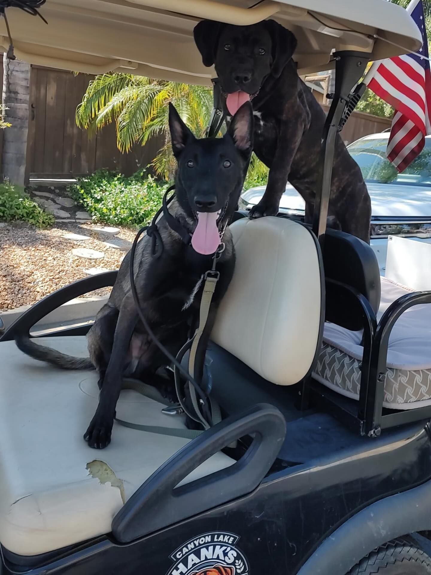 Two black dogs with tongues out on a golf cart. One sits in front, the other stands behind.