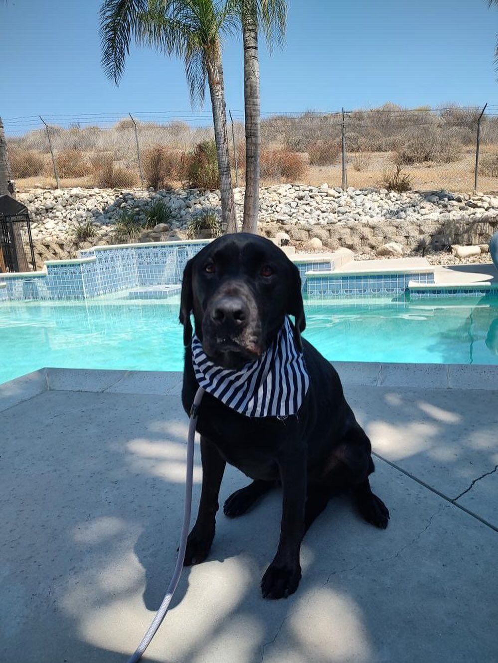 Black dog wearing striped bandana sits by a pool. Palm tree and dry hillside in the background.