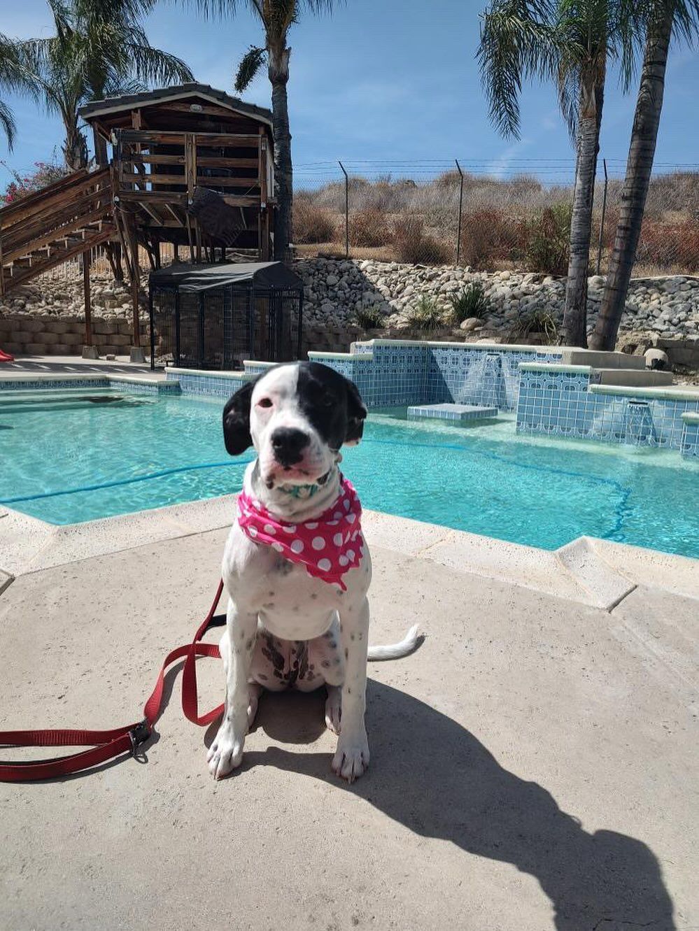 White and black spotted dog wearing pink polka dot scarf sits by a pool, treehouse in the background.