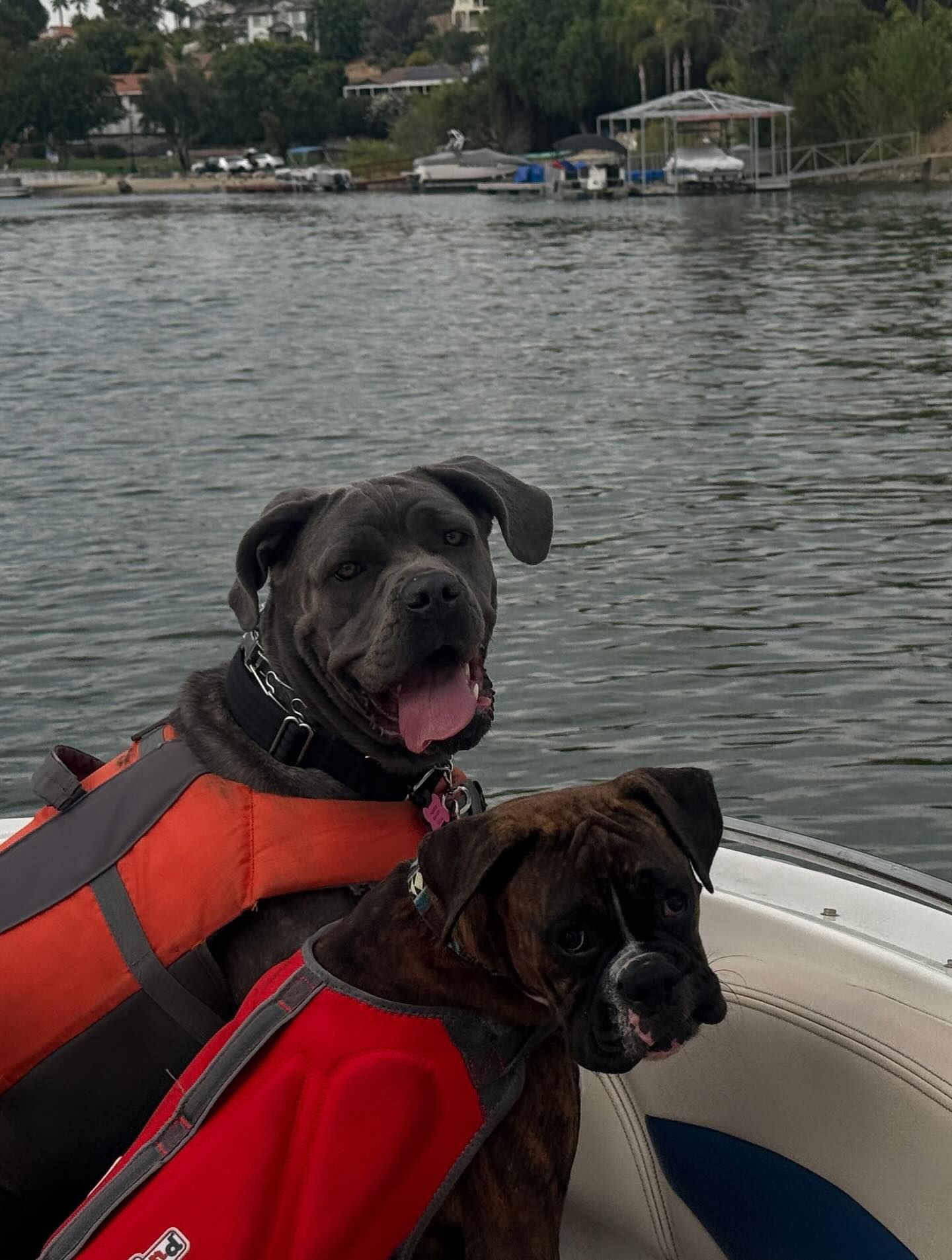 Two dogs in life vests on a boat. One gray, one brown, both looking forward with happy expressions, on a lake.