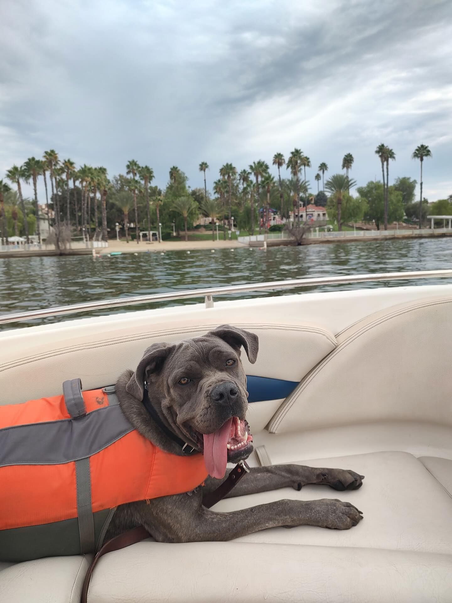 Dog in a life vest on a boat, looking at the camera with its tongue out, water and trees in background.