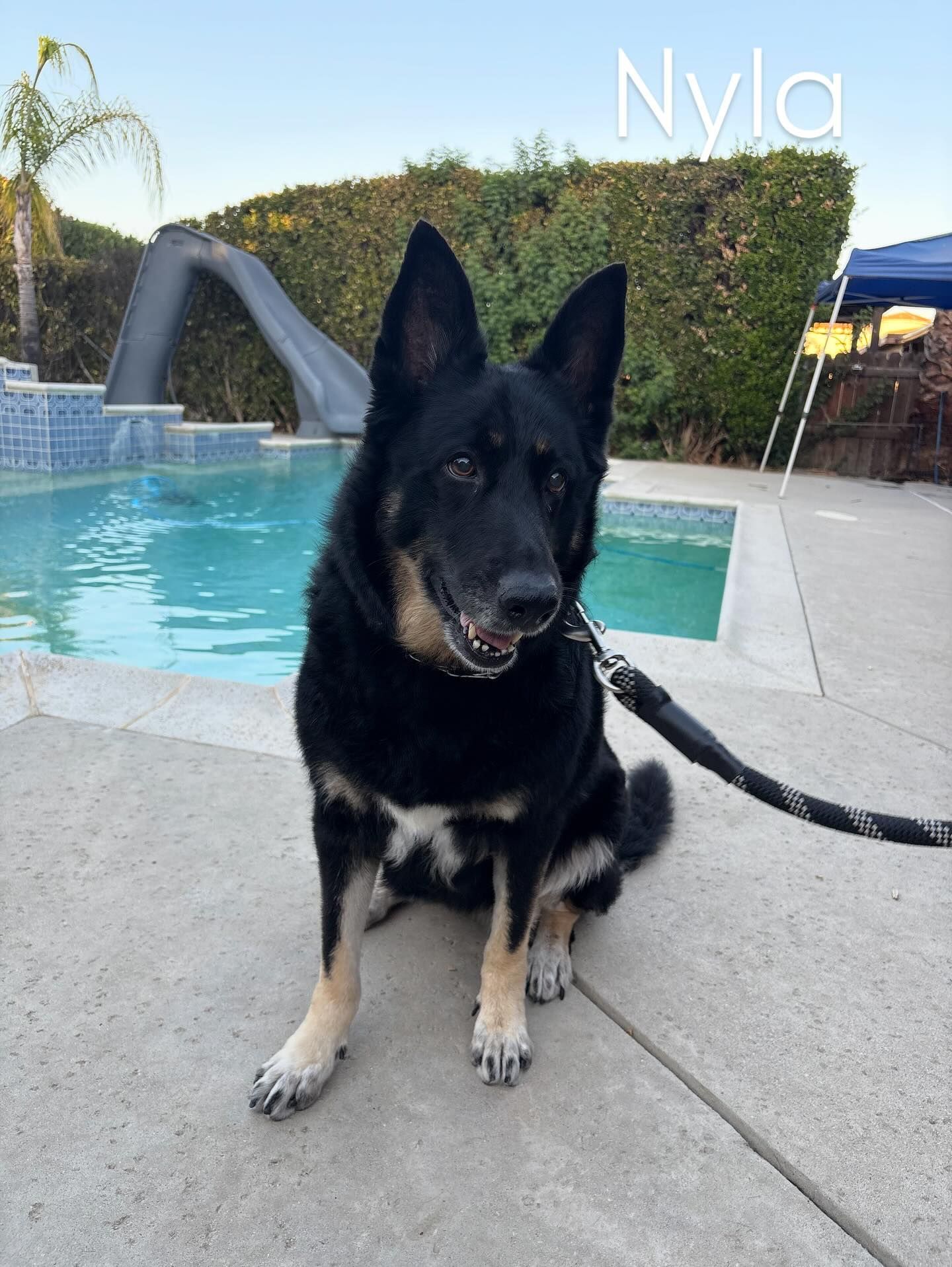 Black and tan German Shepherd named Nyla sitting near a pool, looking at the camera.
