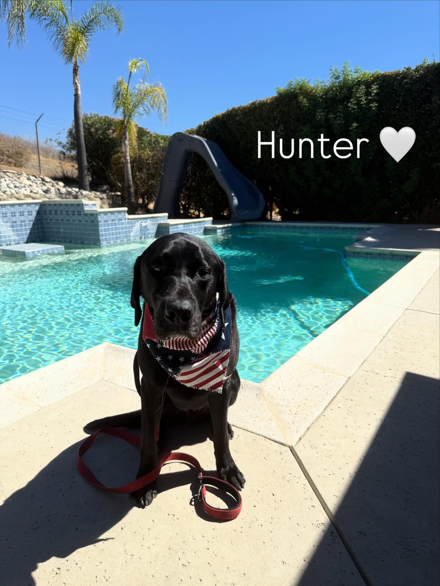 Black lab named Hunter wearing a patriotic bandana sits by a pool.